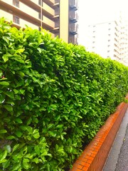 春の雨に濡れるマンションの生垣風景