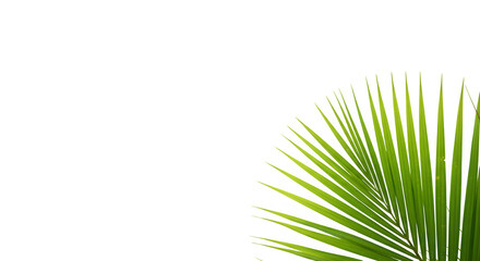 Obraz premium The Art of Coconut Fronds Isolated on a White or Transparent Background
