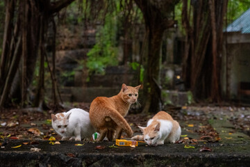 Two orange cats nap peacefully beside a white cat under large jungle trees in Ninh Bình, Vietnam on December 26, 2019