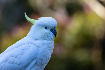 Wild Cockatoo at our garden with neck down feathers drawn to keep warm