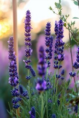 Naklejka premium Lavender Flowers in Serene Garden with Natural Light