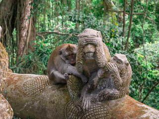 Long-tailed Macaque Hugging Monkey Statue in Ubud Monkey Forest, Bali