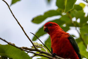 Handsome male King Parrot feeding on magnolia fruits at our garden