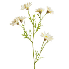 Fototapeta premium Daisies stem and green leaf close up isolated on transparent background PNG.
