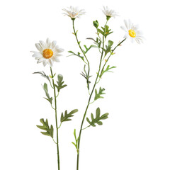 Daisies stem and green leaf close up isolated on transparent background PNG.