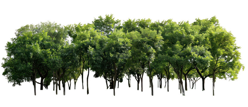 A large group of trees in the park, isolated on transparent background, cutout, png file large group of green trees, realistic PNG.