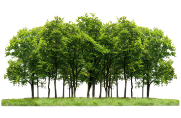 A large group of trees in the park, isolated on transparent background, cutout, png file large group of green trees, realistic on hill PNG.