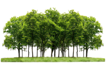A large group of trees in the park, isolated on transparent background, cutout, png file large group of green trees, realistic on hill PNG.