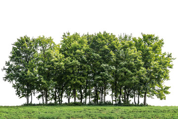 Obraz premium A large group of trees in the park, isolated on transparent background, cutout, png file large group of green trees, realistic on hill PNG.