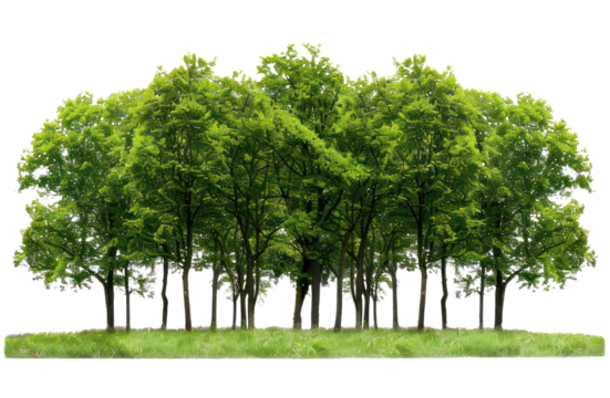 A large group of trees in the park, isolated on transparent background, cutout, png file large group of green trees, realistic on hill PNG.