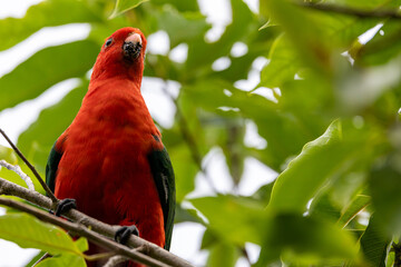 Handsome male King Parrot feeding on magnolia fruits at our garden