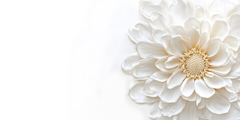 Beautiful daisy flower isolated on a bright white background showcasing its joyful essence and details.