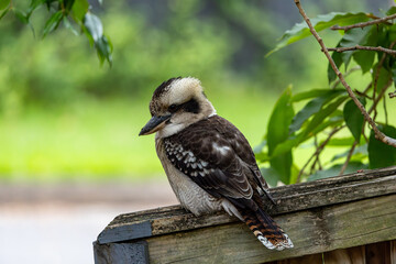 Adult Kookaburra on breakfast hunt at our garden
