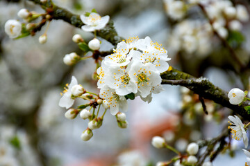 Close-up view of a blooming cherry tree branch. White flowers on branches in an orchard with cherry trees.