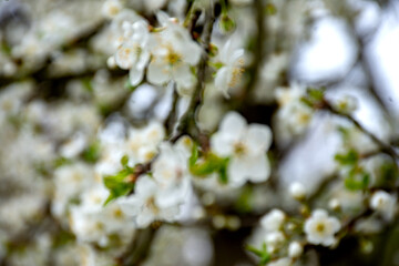 Blurred background of white blossoming cherry trees. Natural blurred background with space for text.