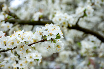 Obraz premium Branch with cherry blossoms in early spring in a park against a blurred background of blooming trees.