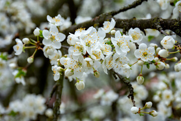 Close-up view of a blooming cherry tree branch. White flowers on branches in an orchard with cherry trees.