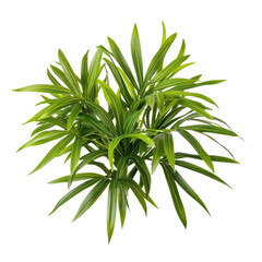 Obraz premium Little Broadleaf Lady on transparent background