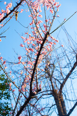 autumn tree branches