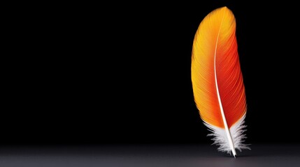 Elegant orange feather on black background nature photography minimalist art studio environment close-up beauty concept