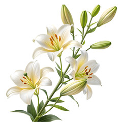 Elegant White Lilies: Stunning Floral Image on transparent background