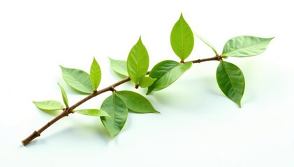 Fototapeta premium Isolated willow branch on a white surface, highlighting its flexible stems and leaves, willow branch, flexible, texture