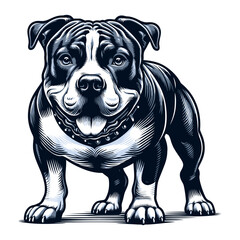 American Pit Bull Terrier vector and illustration.