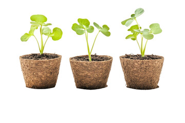 Three-Peat Pots on transparent background