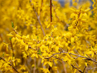 Forsythia koreana