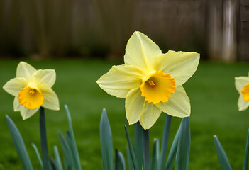 yellow daffodils