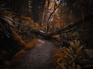 테아나우 피오르드랜드 국립공원