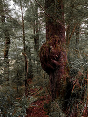 뉴질랜드 밀포드사운드