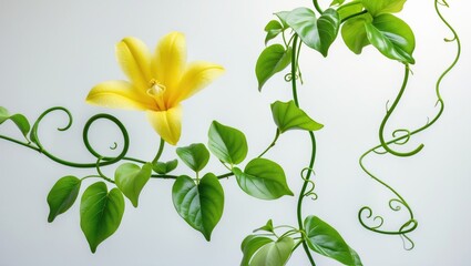 Loofah luffa Blossom and Foliage isolated on white background