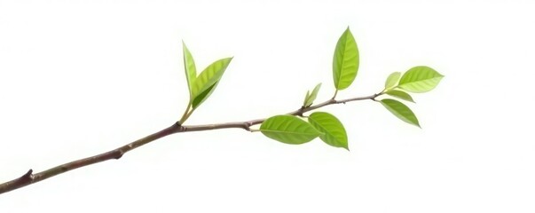 A single thin branch isolated against a stark white background, straight, slender