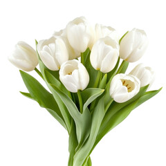 White Tulip Bouquet on transparent background