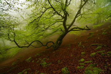 Naklejka premium Misty fairy forest scene with trees and moss