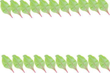 Obraz premium Frame made from many green spinach leafs on white background