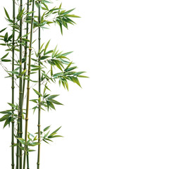 Fototapeta premium chinese bamboo isolated on transparent background