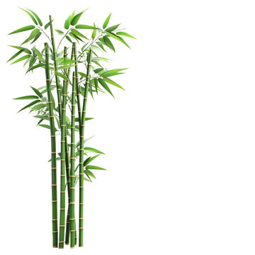 chinese bamboo isolated on transparent background