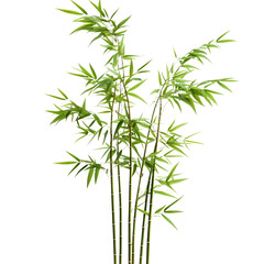 Fototapeta premium chinese bamboo isolated on transparent background