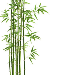 chinese bamboo isolated on transparent background