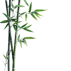 Obraz premium chinese bamboo isolated on transparent background