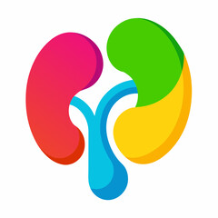 vector illustration of a human kidney 