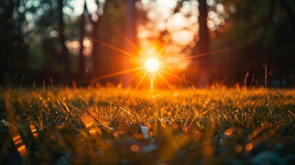 Golden sunlight bursts through the grass at sunset, creating a magical and warm atmosphere in a serene outdoor setting..