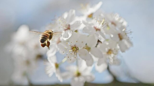 Macro shot of bees collecting pollen from white cherry flowers during a sunny spring day under a clear blue sky.
