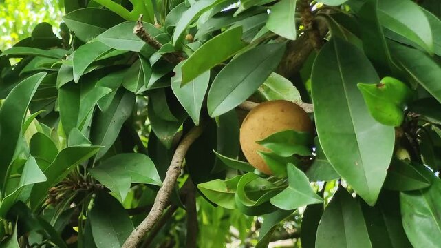 Sapota fruit in the leaf blossoms in the summer season