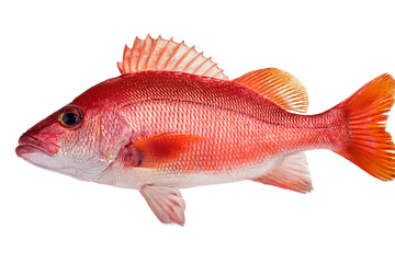 Obraz premium Sea bass with spiny fins ready for processing and cooking lies on a white background.