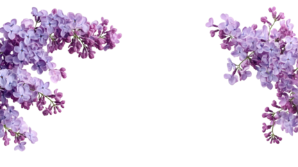 Delicate lilac flowers as a frame border isolated on transparent background
