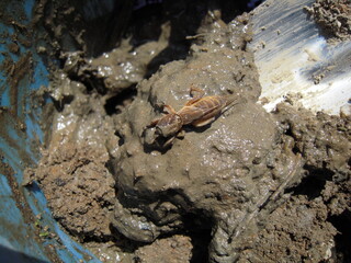 Laccotrephes japonensis in mud