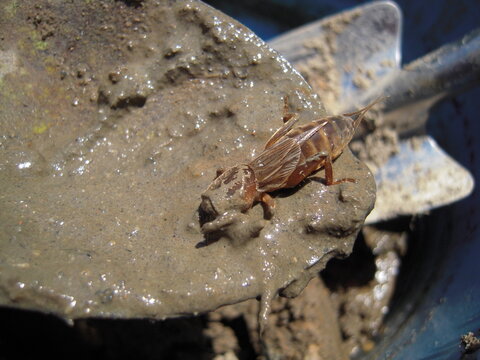 Laccotrephes japonensis in mud